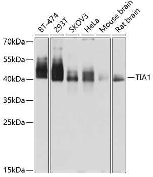 TIA1 Antibody
