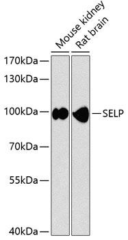 SELP Antibody