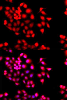STXBP2 Antibody