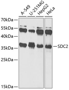 SDC2 Antibody