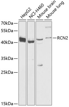RCN2 Antibody