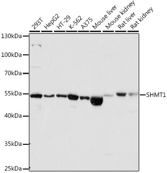SHMT1 Antibody