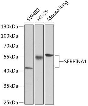 SERPINA1 Antibody