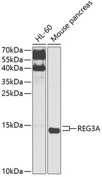 REG3A Antibody