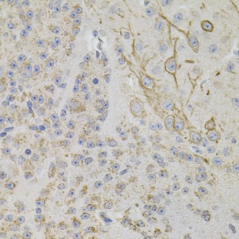REG3A Antibody