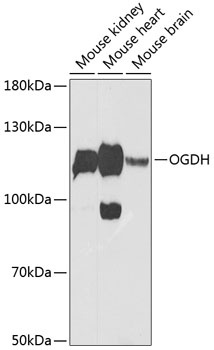 OGDH Antibody