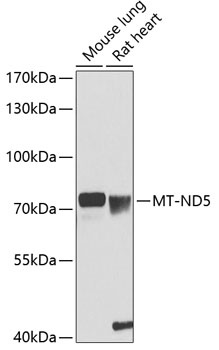 MT-ND5 Antibody