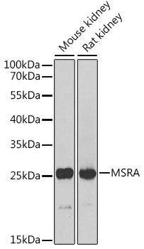 MSRA Antibody