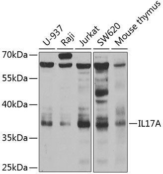 IL17A Antibody