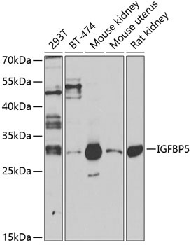 IGFBP5 Antibody