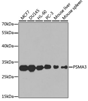 PSMA3 Antibody