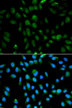 PSMA3 Antibody