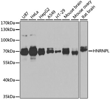 HNRNPL Antibody