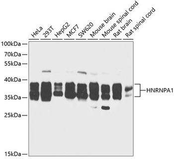 HNRNPA1 Antibody