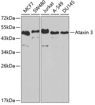ATXN3 Antibody