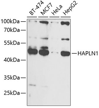 HAPLN1 Antibody