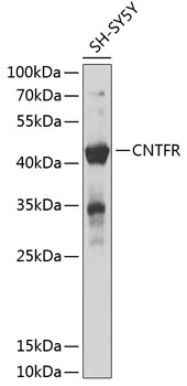 CNTFR Antibody