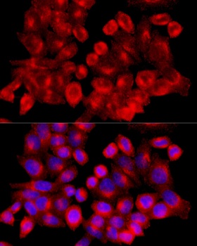 CLTC Antibody