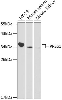 PRSS1 Antibody