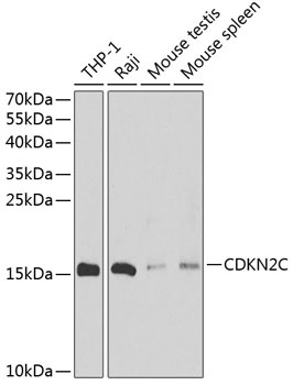 CDKN2C Antibody