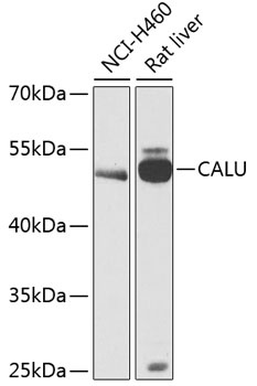 CALU Antibody