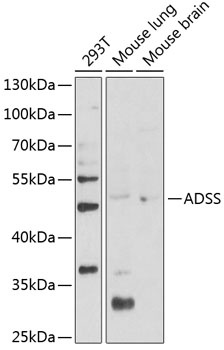 ADSS Antibody