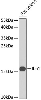 Iba1 Antibody