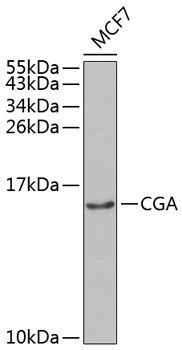 CGA Antibody