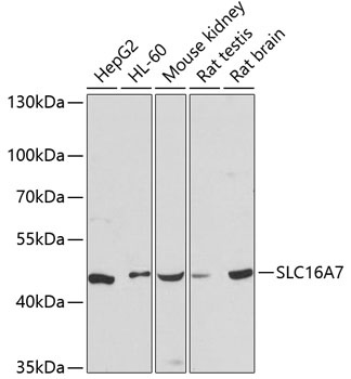 SLC16A7 Antibody