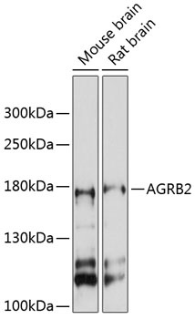 AGRB2 Antibody