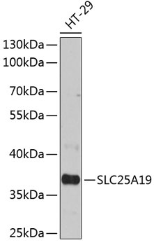 SLC25A19 Antibody