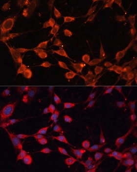 SLC25A19 Antibody
