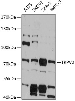 TRPV2 Antibody