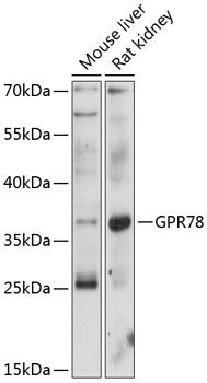 GPR78 Antibody