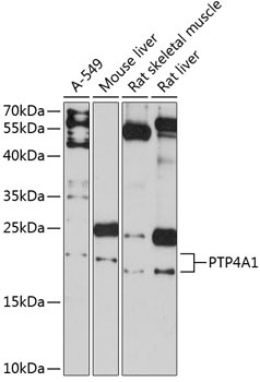 PTP4A1 Antibody