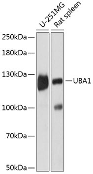 UBA1 Antibody