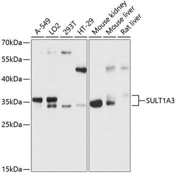 SULT1A3 Antibody