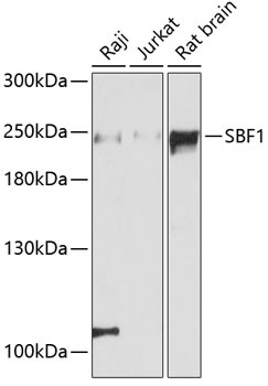 SBF1 Antibody