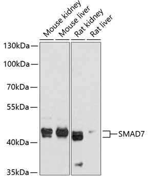 SMAD7 Antibody