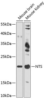 NTS Antibody