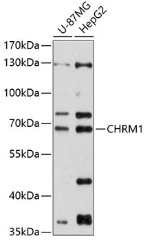 CHRM1 Antibody