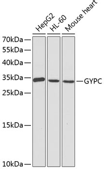 GYPC Antibody