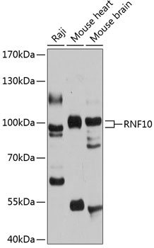 RNF10 Antibody