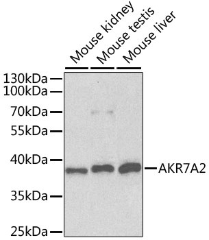 AKR7A2 Antibody