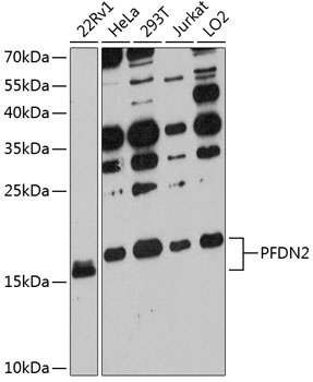 PFDN2 Antibody