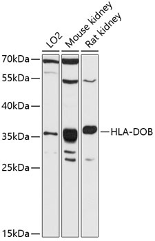 HLA-DOB Antibody
