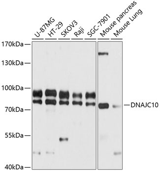 DNAJC10 Antibody