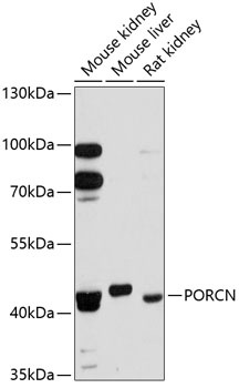 PORCN Antibody