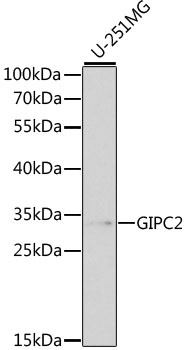 GIPC2 Antibody