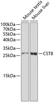 CST8 Antibody